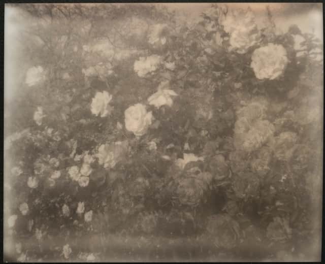 Artwork: Desert Roses (California Dreaming)