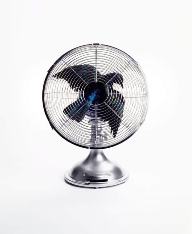 Artwork: Bird in Fan