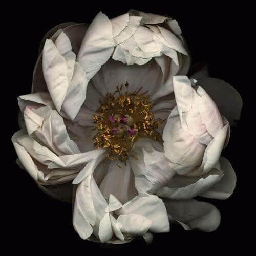 Artwork: Untitled- Number 13 (Black Series)