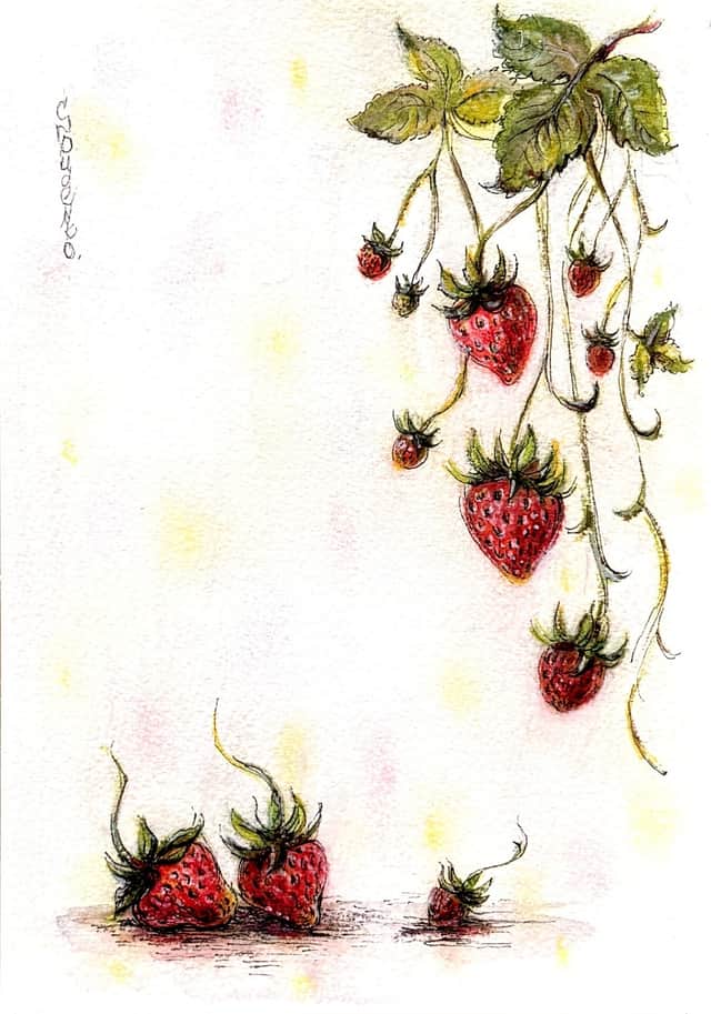 Artwork: Wild Strawberry / Dudenko S. / 2025 / 21x14,7 / Paper, Watercolor, Fineliner, Pastel