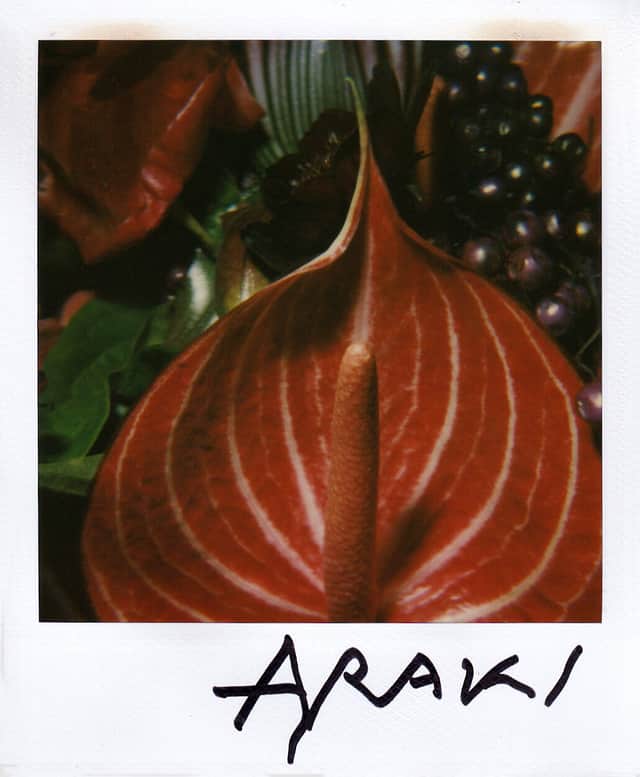 Artwork: Vintage Flower polaroids