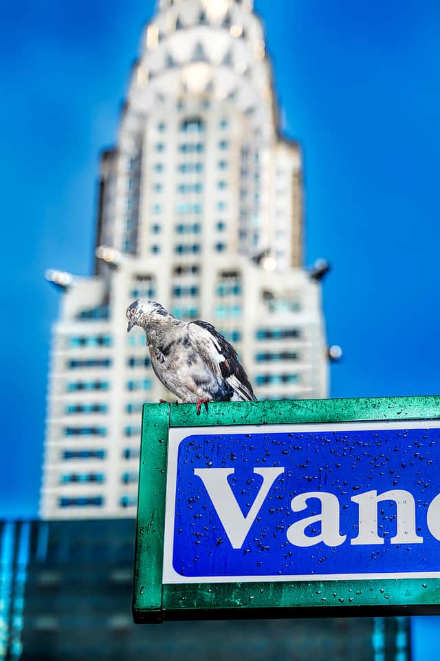 Artwork: The Pigeon and The Chrysler Building