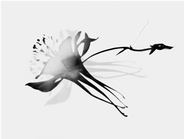 Artwork: Skiagrafia aquilegia 131