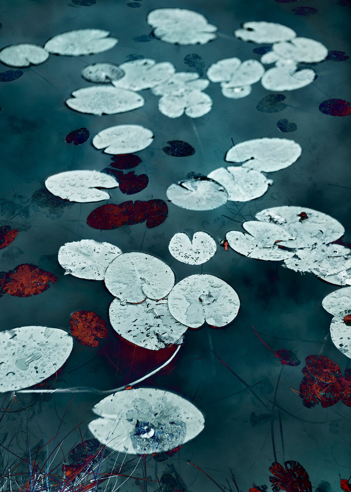 Artwork: Water Lilies #17
