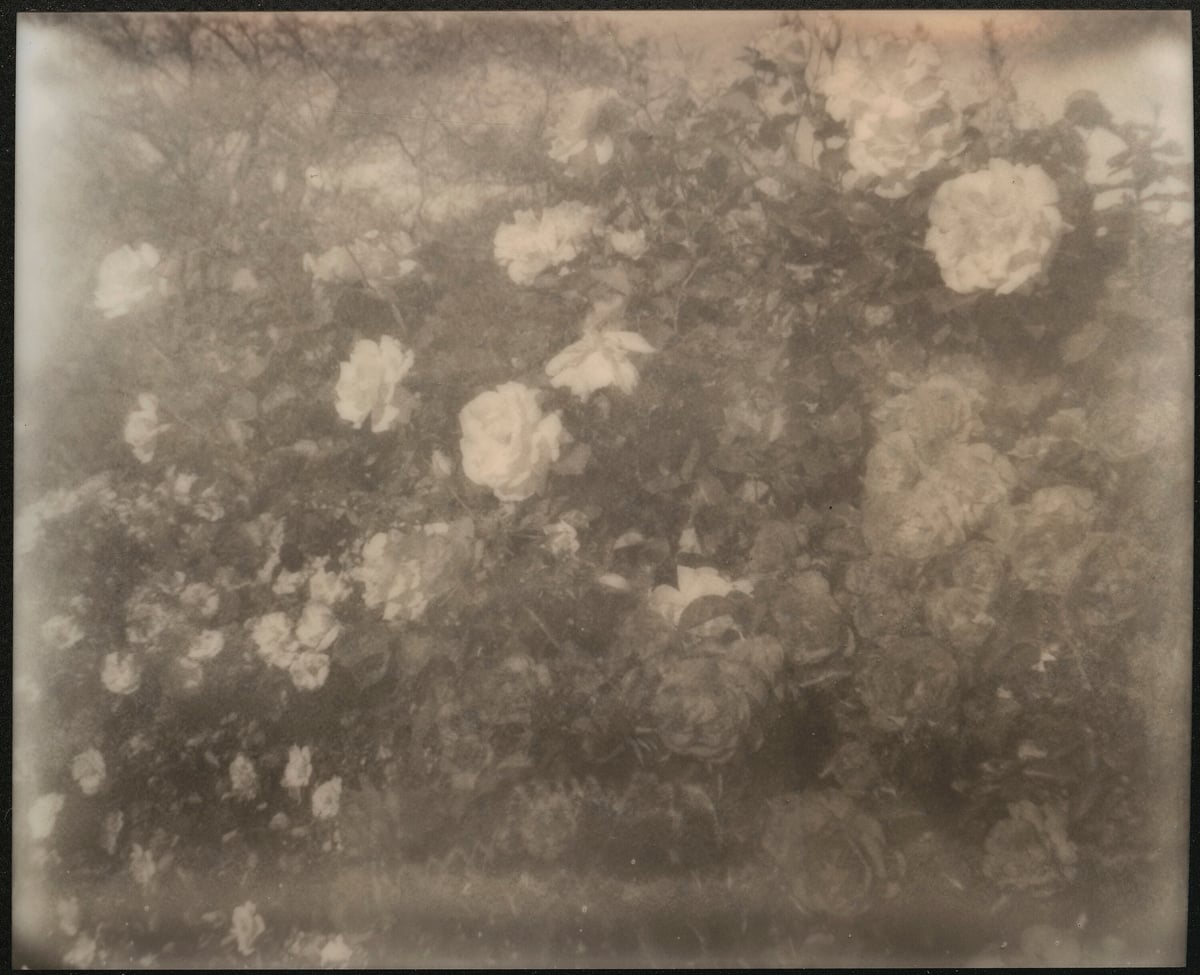 Artwork: Desert Roses (California Dreaming)