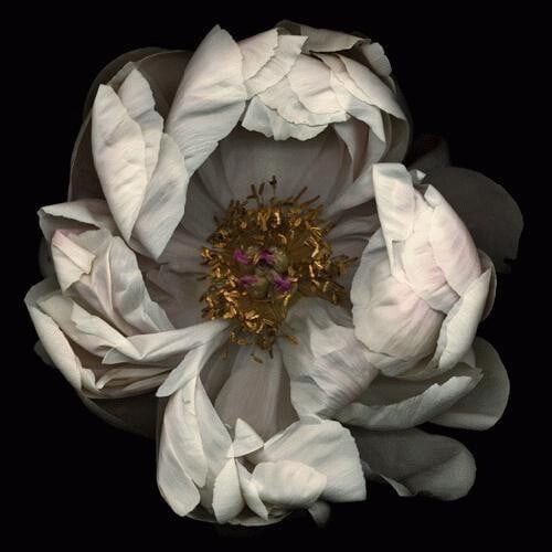 Artwork: Untitled- Number 13 (Black Series)