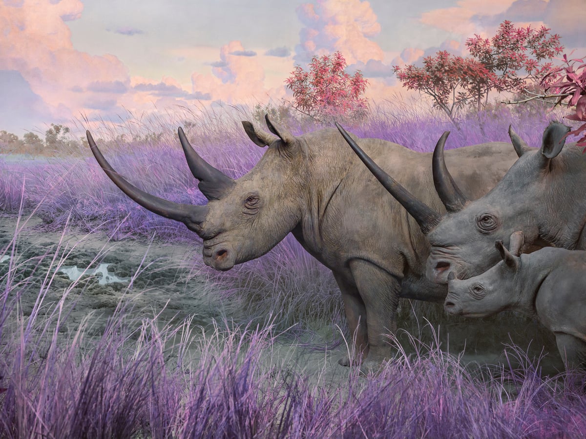 Artwork: Southern White Rhinos