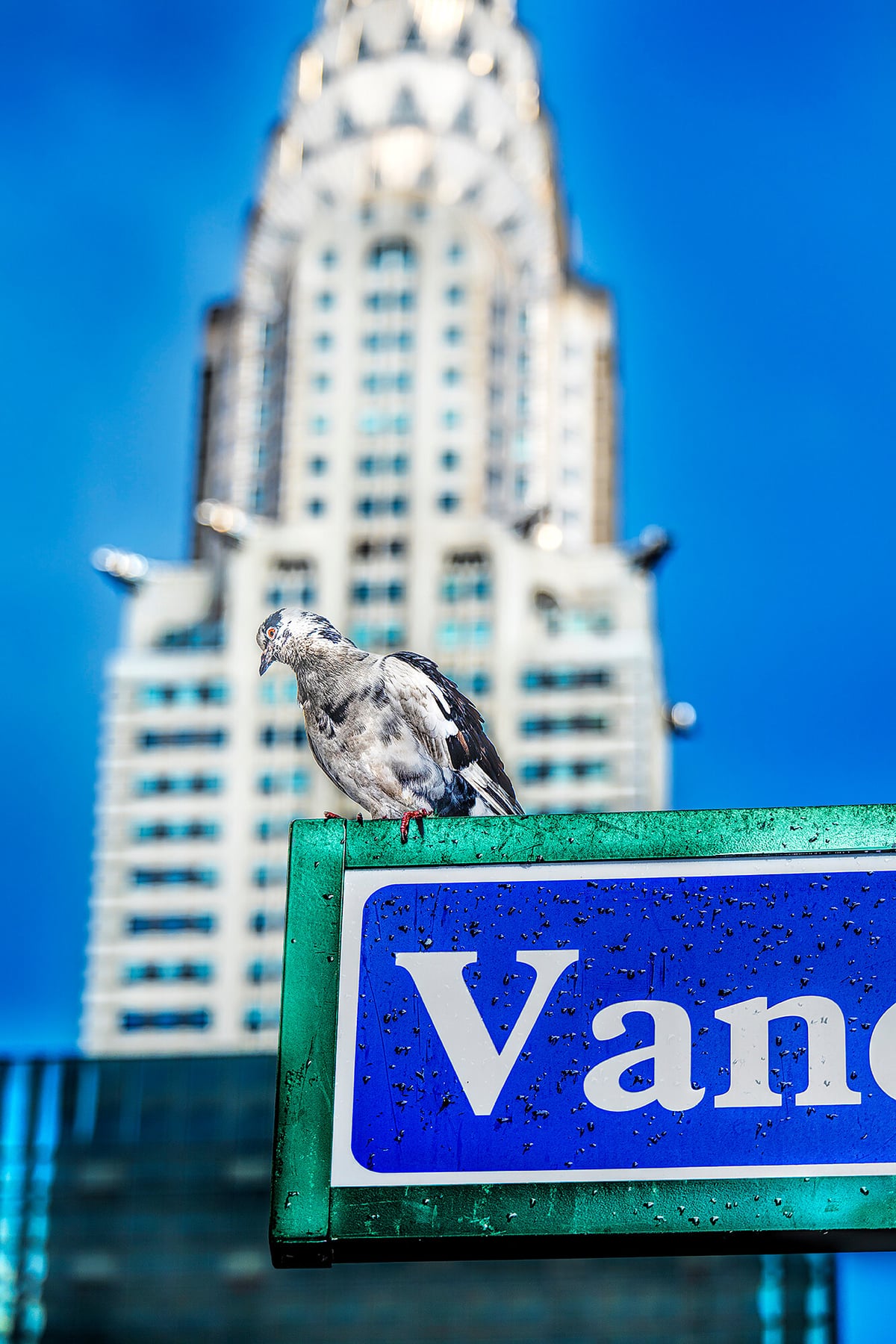 Artwork: The Pigeon and The Chrysler Building