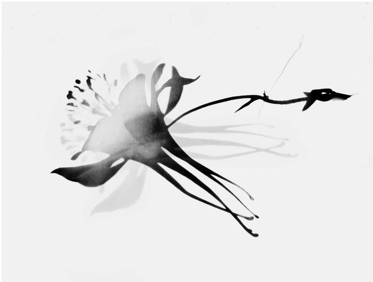 Artwork: Skiagrafia aquilegia 131