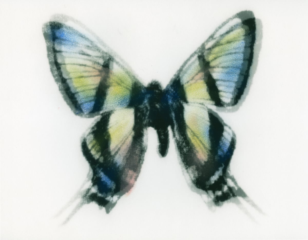 Artwork: Butterfly 011