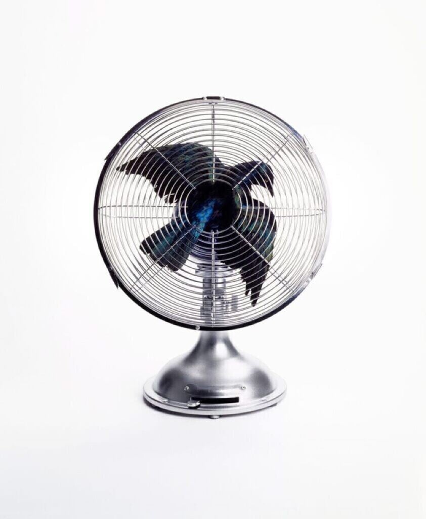 Artwork: Bird in Fan